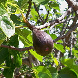 Fig tree 'Noire de Caromb'